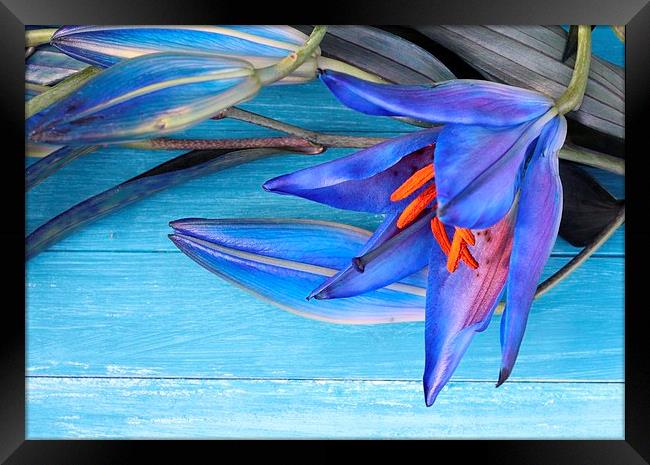 Blue Lily Framed Print by Emma Manners