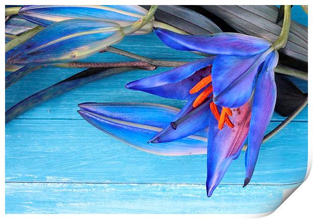 Blue Lily Print by Emma Manners