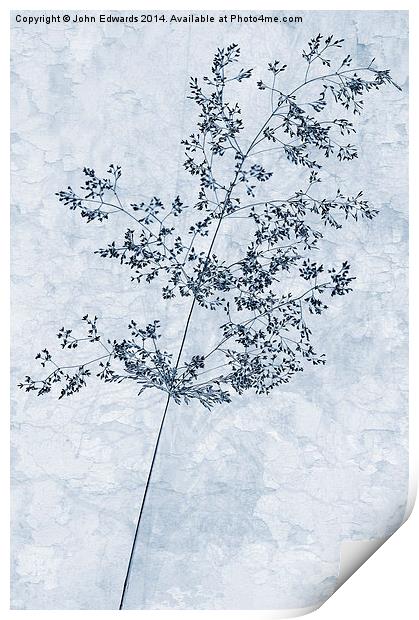 Pressed Grass Cyanotype Print by John Edwards