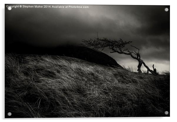 Lone Tree 0n Skye Acrylic by Stephen Maher