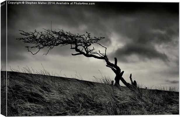 Storm Tree on Skye Canvas Print by Stephen Maher