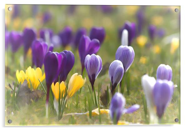 Photo-Art Spring Crocuses Acrylic by Ceri Jones