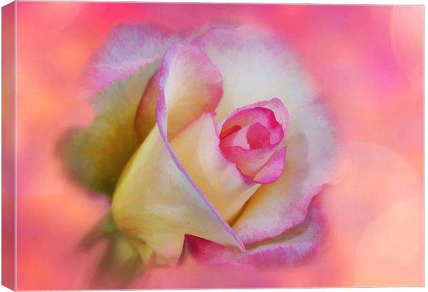 Photo-Art The Pink Rose Canvas Print by Ceri Jones