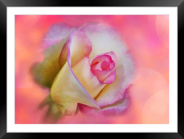 Photo-Art The Pink Rose Framed Mounted Print by Ceri Jones