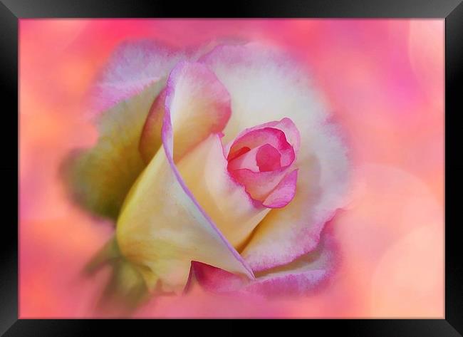 Photo-Art The Pink Rose Framed Print by Ceri Jones