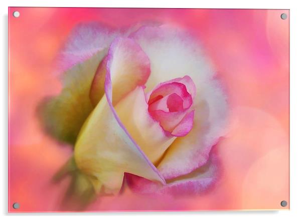 Photo-Art The Pink Rose Acrylic by Ceri Jones
