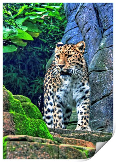 leopard Print by Doug McRae