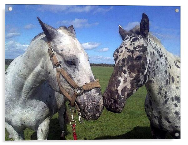 Appaloosa Horses Acrylic by Bill Simpson