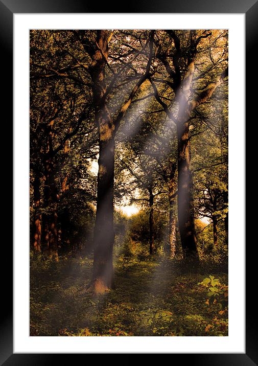 Autumn in the woods Framed Mounted Print by Thanet Photos