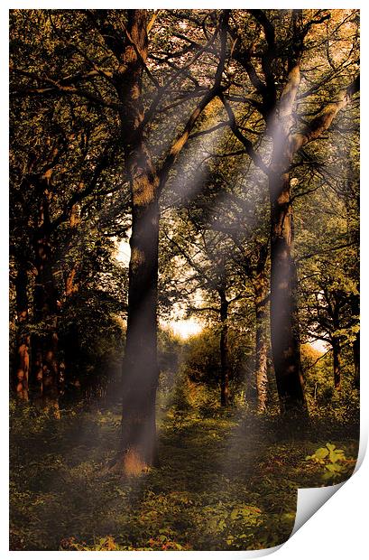 Autumn in the woods Print by Thanet Photos