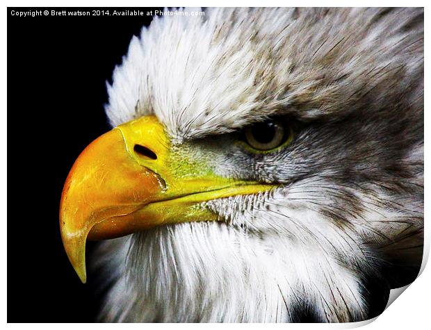 american eagle Print by Brett watson