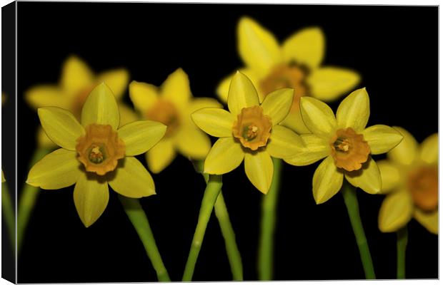 Daffodils Canvas Print by Thanet Photos