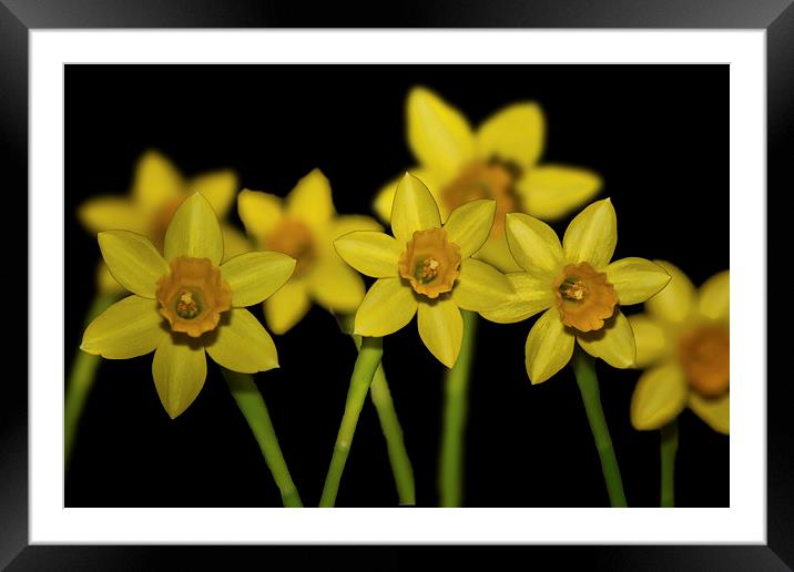 Daffodils Framed Mounted Print by Thanet Photos