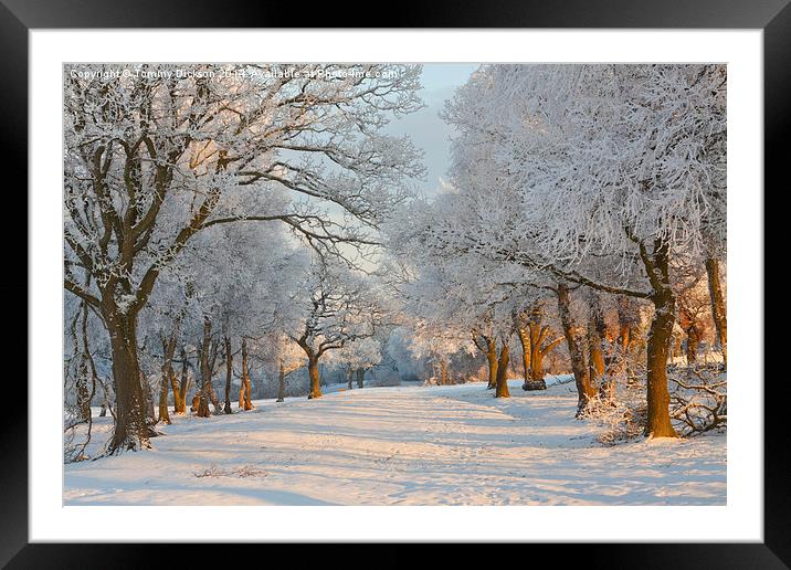 Winter tree scene. Framed Mounted Print by Tommy Dickson