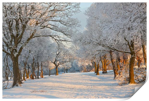 Winter tree scene. Print by Tommy Dickson