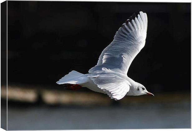 seagull Canvas Print by nick wastie
