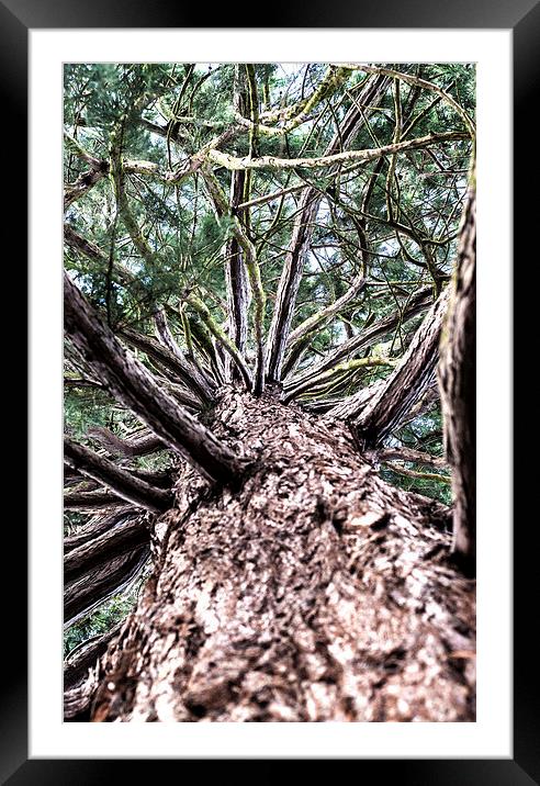 Pine Tree Framed Mounted Print by Laura Witherden