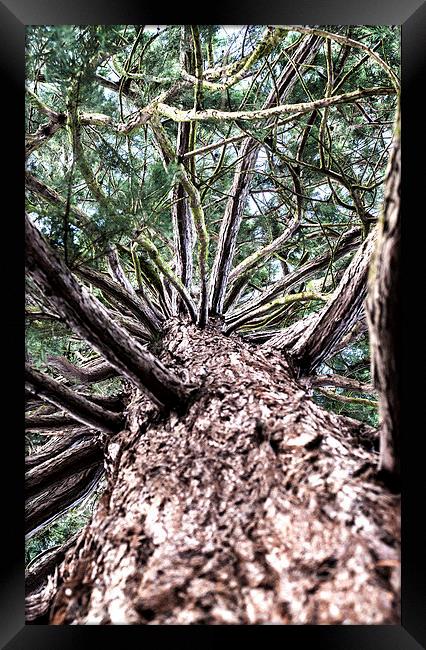 Pine Tree Framed Print by Laura Witherden