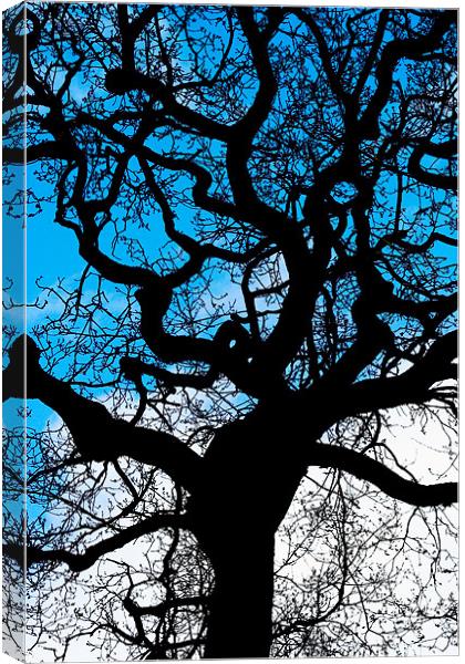 Twisted Tree Canvas Print by Mike Gorton