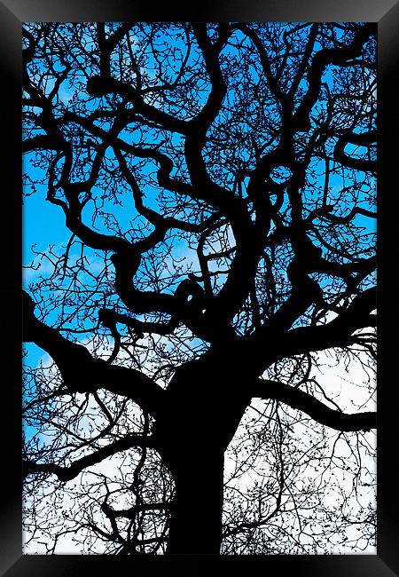 Twisted Tree Framed Print by Mike Gorton
