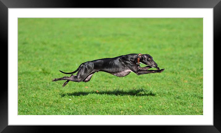 whippet dog Framed Mounted Print by nick wastie