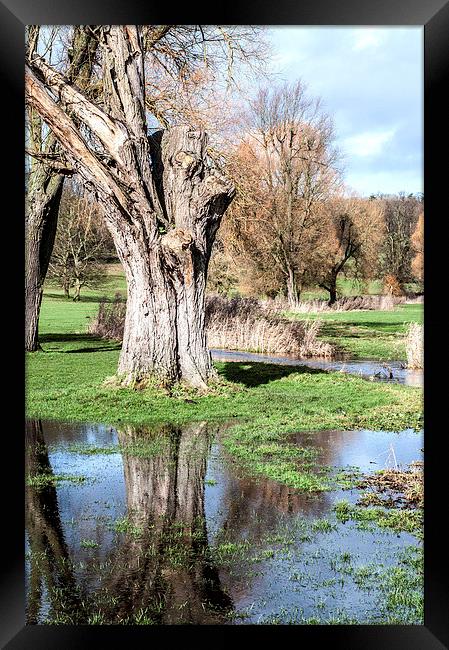 Hughenden Park Framed Print by Laura Witherden