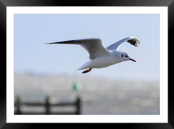 do love a seagull Framed Mounted Print by nick wastie