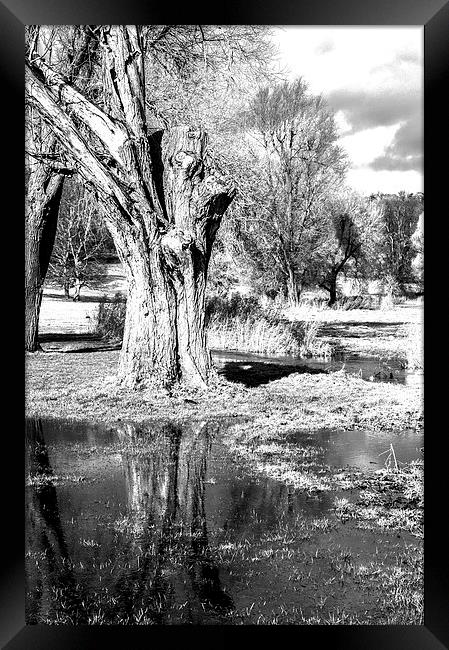 Monochrome Reflection Framed Print by Laura Witherden