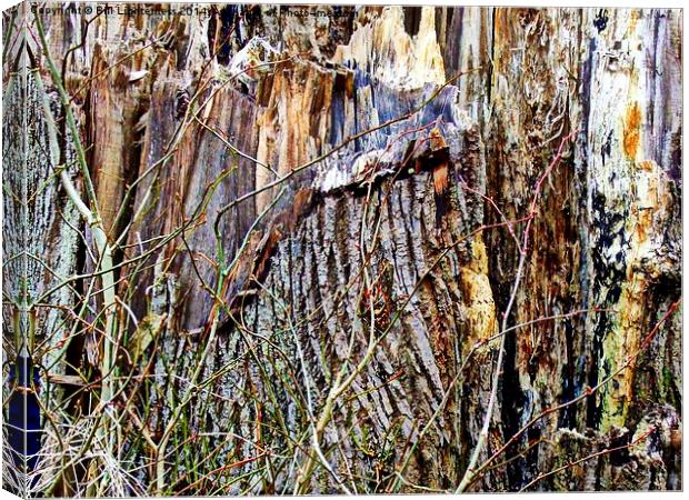 The Old Broken Tree Stump Canvas Print by Bill Lighterness