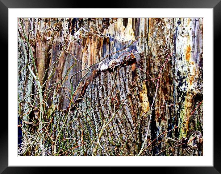 The Old Broken Tree Stump Framed Mounted Print by Bill Lighterness