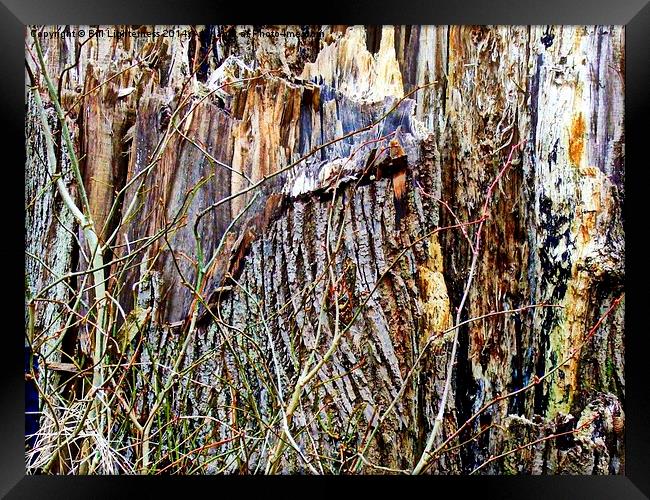 The Old Broken Tree Stump Framed Print by Bill Lighterness