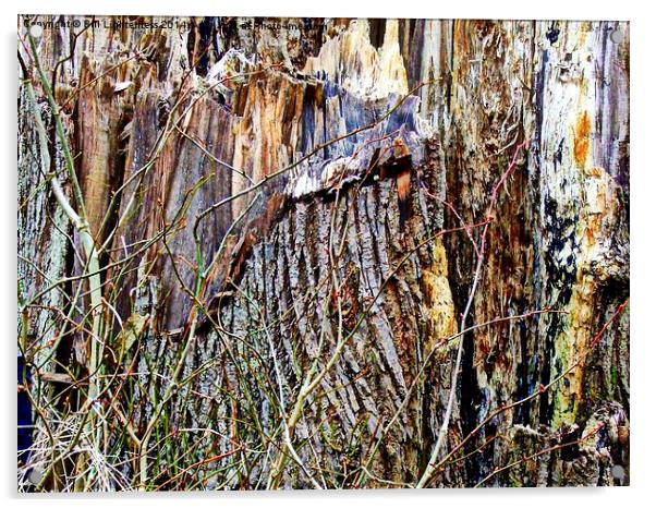 The Old Broken Tree Stump Acrylic by Bill Lighterness