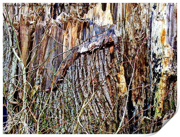 The Old Broken Tree Stump Print by Bill Lighterness