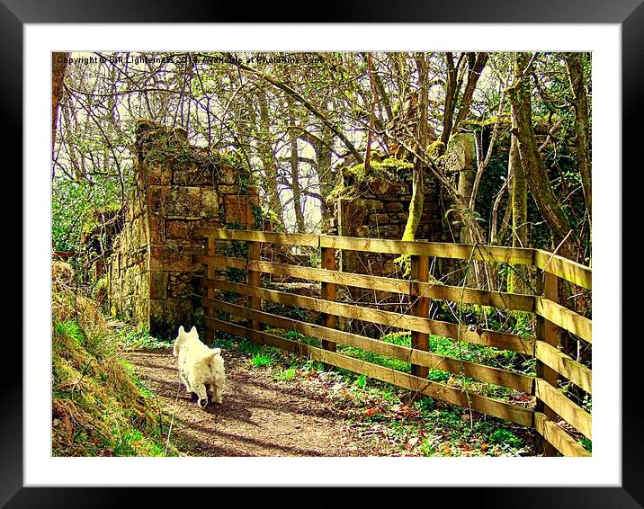 Follow that White Dog ! Framed Mounted Print by Bill Lighterness