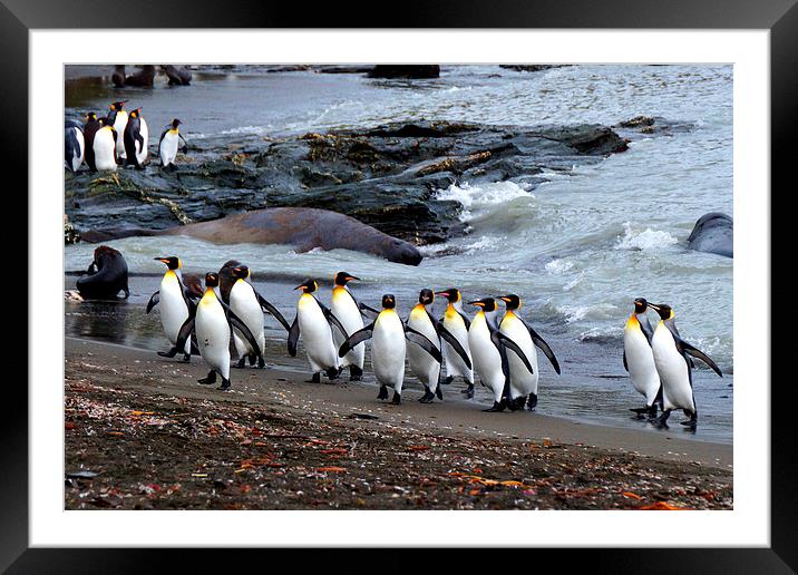 King Penguins, South Georgia Framed Mounted Print by Geoffrey Higges