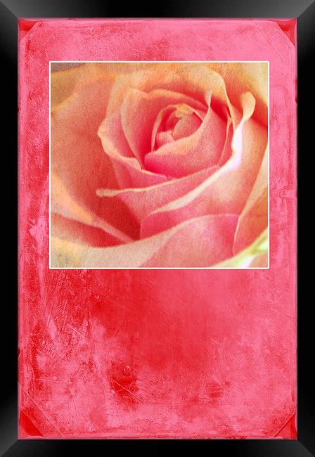 Rosy Framed Print by Randi Grace Nilsberg