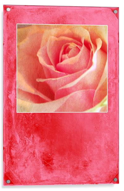 Rosy Acrylic by Randi Grace Nilsberg
