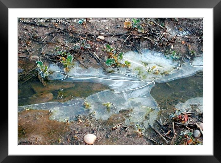 Frozen Flooded Oilseed Rape Framed Mounted Print by philip milner