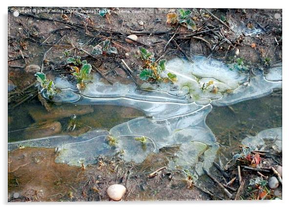 Frozen Flooded Oilseed Rape Acrylic by philip milner