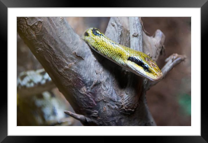Snake in a tree stump Framed Mounted Print by Susan Sanger