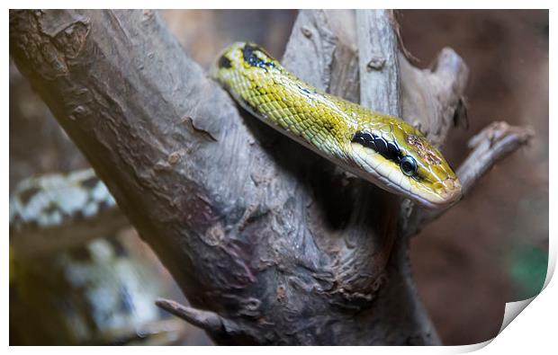Snake in a tree stump Print by Susan Sanger