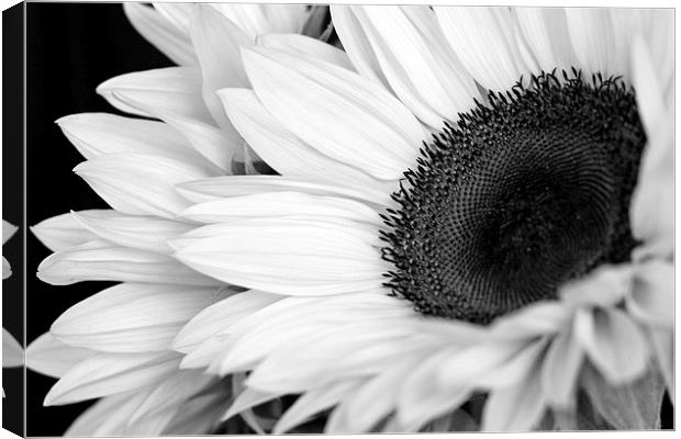 SUNFLOWER Canvas Print by Anthony Kellaway