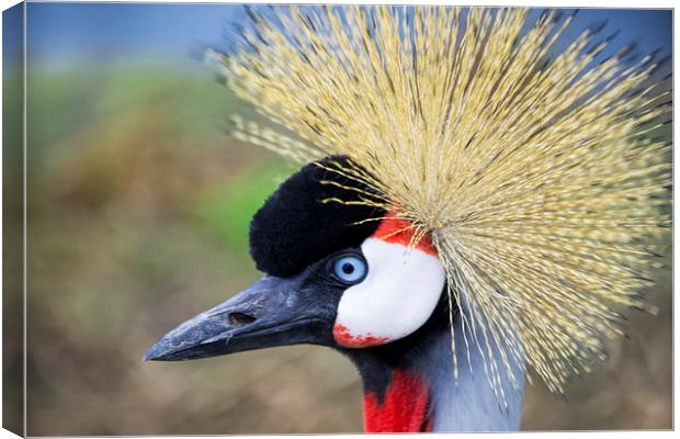 Close up of East African Crested Crane Canvas Print by Susan Sanger