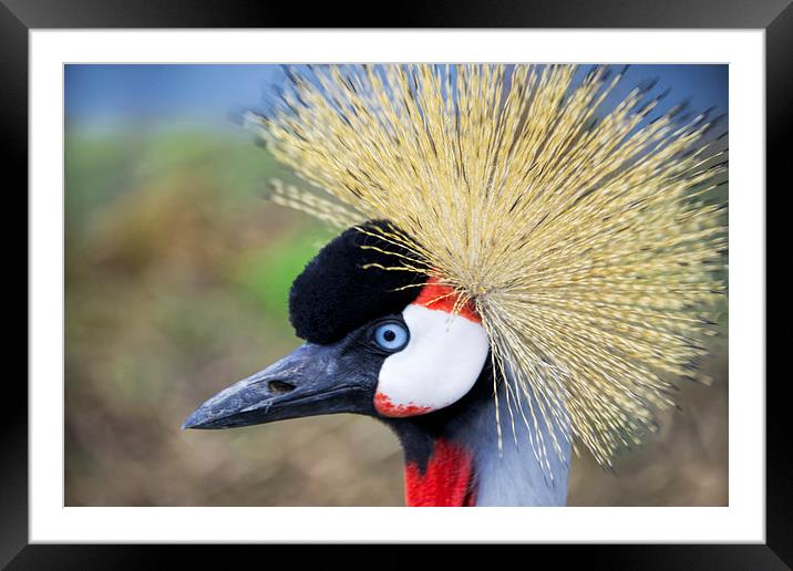 Close up of East African Crested Crane Framed Mounted Print by Susan Sanger