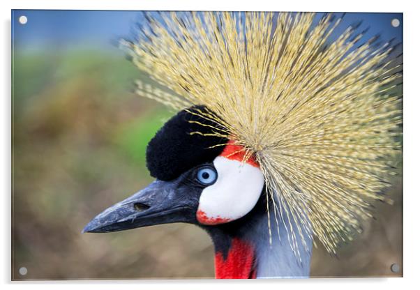 Close up of East African Crested Crane Acrylic by Susan Sanger