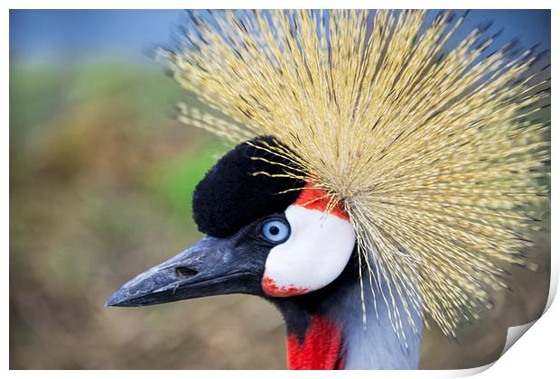 Close up of East African Crested Crane Print by Susan Sanger