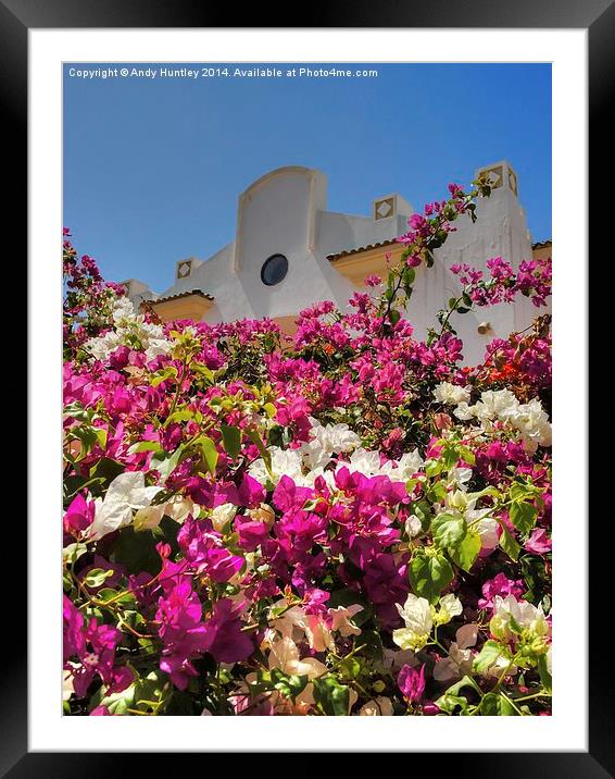 Bougainvillea Framed Mounted Print by Andy Huntley