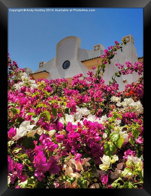 Bougainvillea Framed Print by Andy Huntley