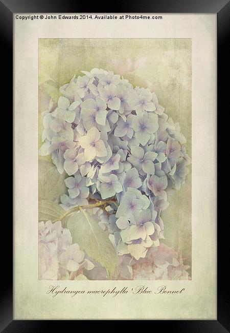 Hydrangea macrophylla Blue Bonnet Framed Print by John Edwards