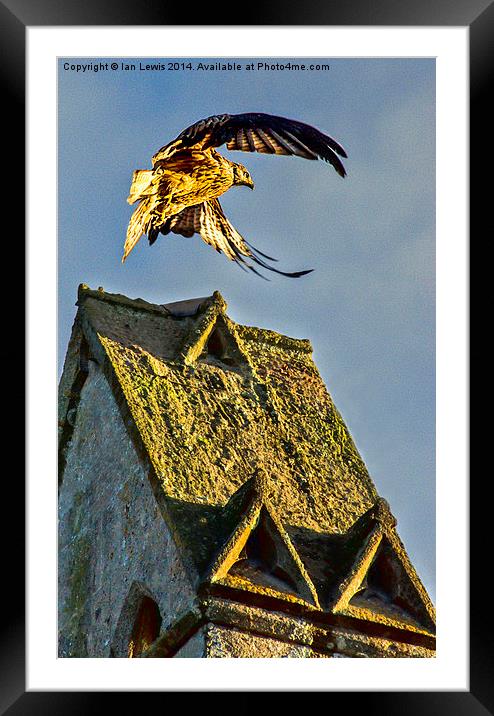 Red Kite Rising Framed Mounted Print by Ian Lewis